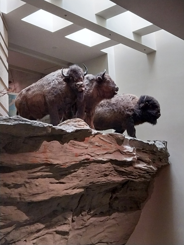 Head-Smashed-In Buffalo Jump, Kopfsprung der Büffelherde