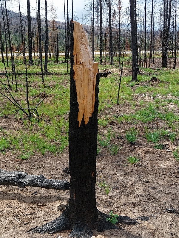 Irgendwie spannend das der Baum innen nicht verbrannt ist
