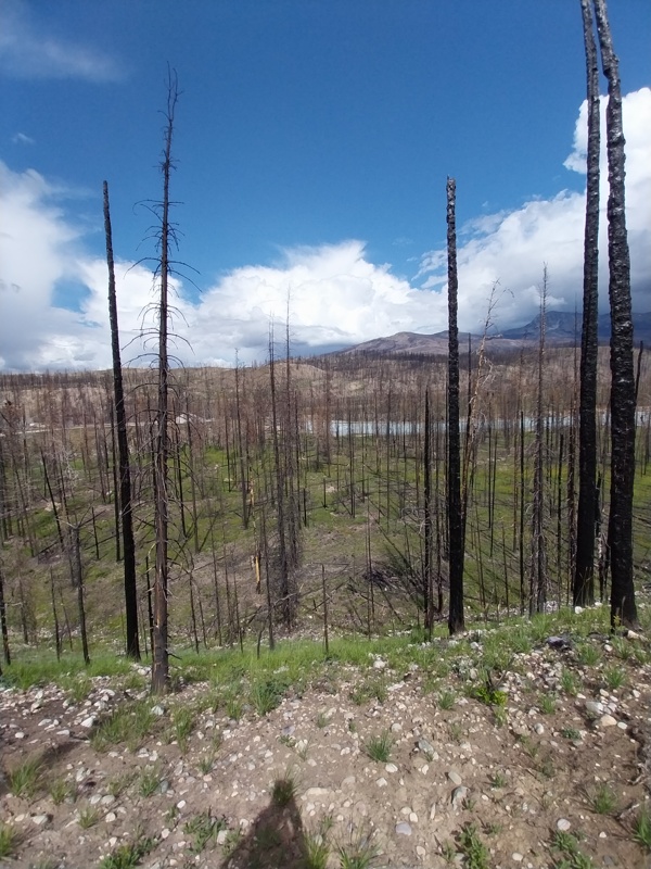 Waldbrand Juli 2024 in Jasper