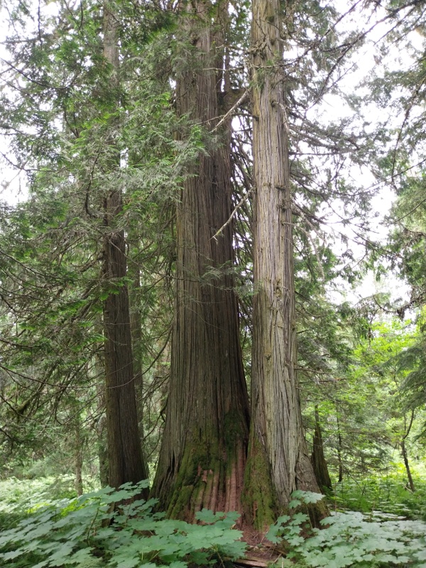 Western Red Cedar Bäume