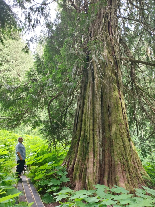 Was für ein Baum