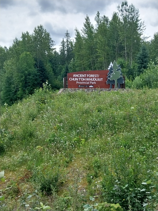 Ancient Forest/Chun T’oh Whudujut Provincial Park