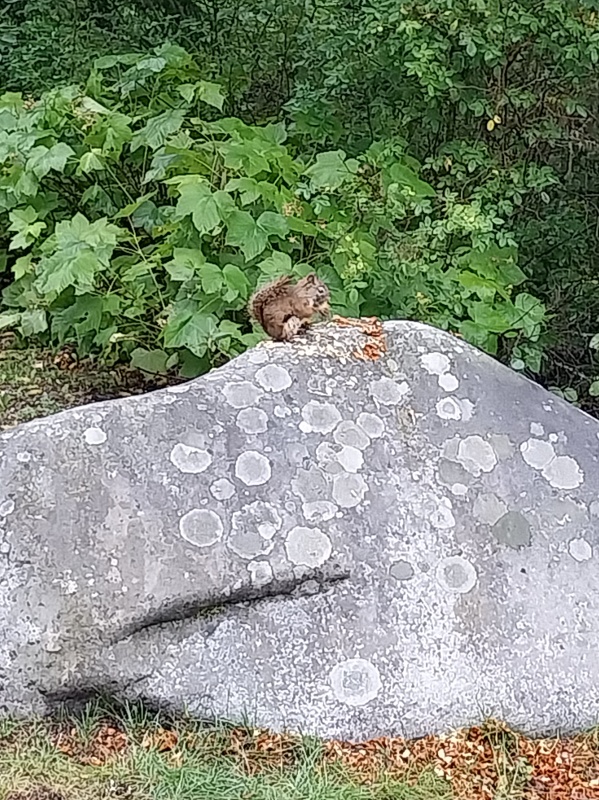 Die Natur überrascht uns immer wieder, ein Eichhörnchen sitzt da und frisst gemütlich ihre Nuss