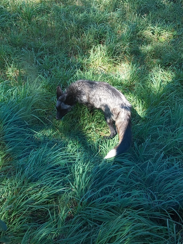 Ein Graufuchs, sehr selten