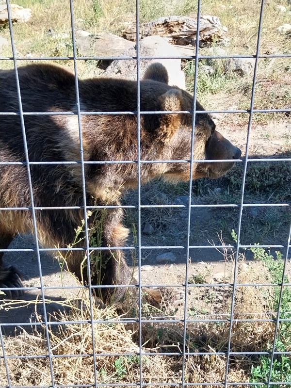 Schwarzbär