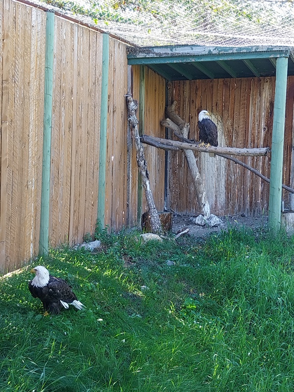 Weisskopfseeadler