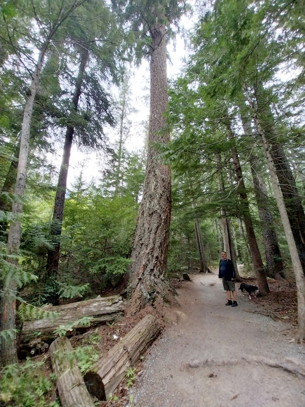 Westküstenwald