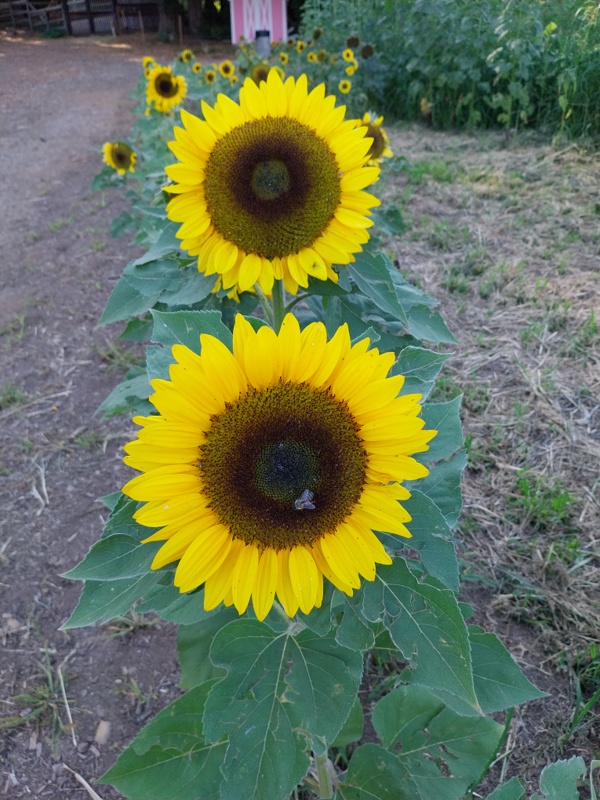 So schöne Sonnenblumen