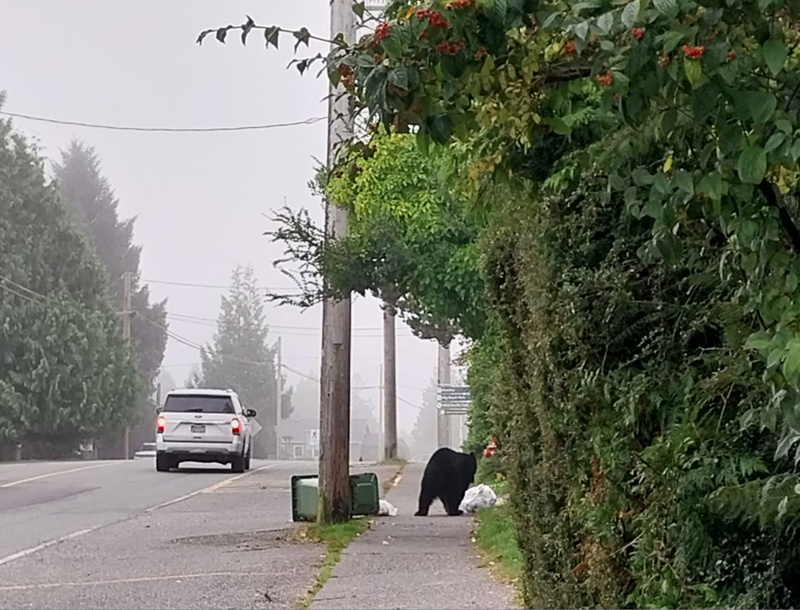 Schwarzbär mit Abfallsack auf der Flucht