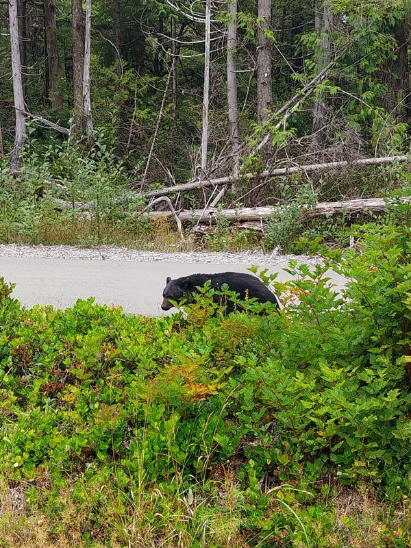 Einen Schwarzbär am Strassenrand erblickt