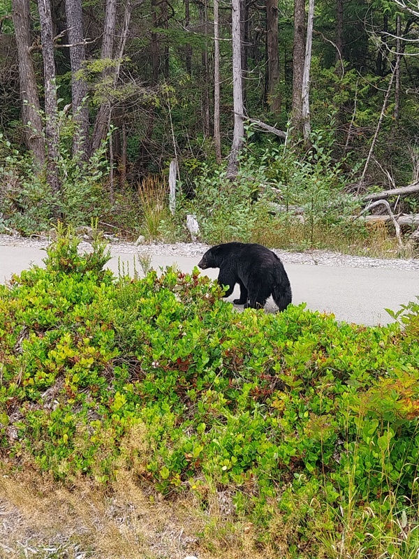 Mehr über den Artikel erfahren 01.13_Canada – 13. Etappe – Provinz British Columbia – Dritter Teil