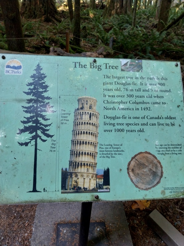 Die Douglasie, der höchster Baum (76 m), Vergleich mit schiefer Turm von Pisa (56 m)