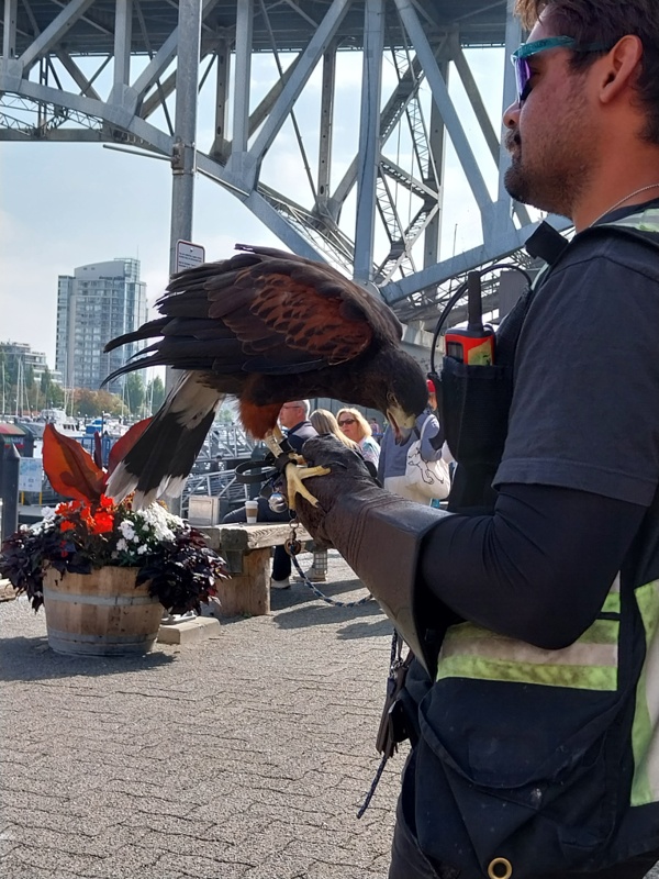 Falkner am Hafen
