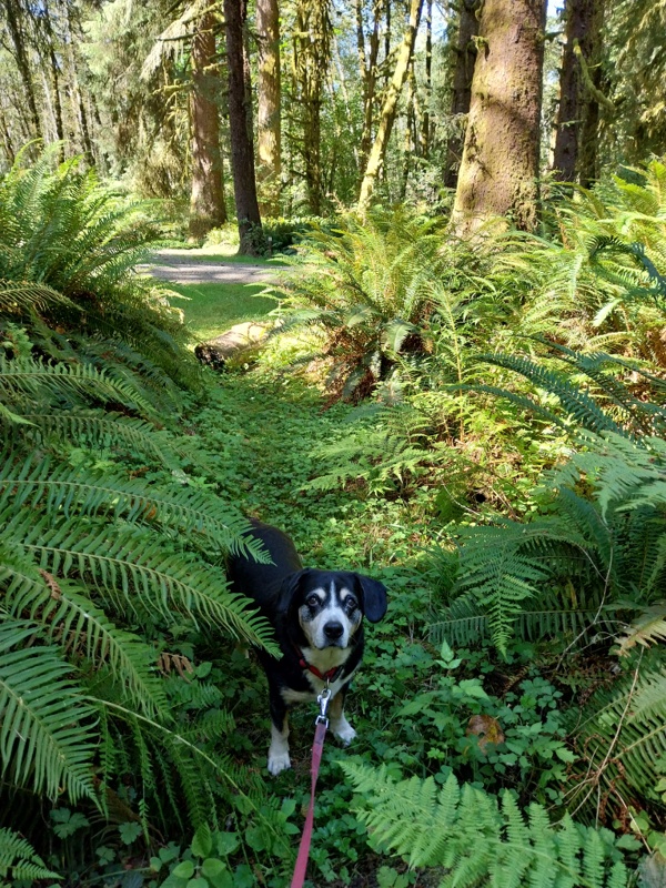 Ein Hündchen steht im Walde . . .