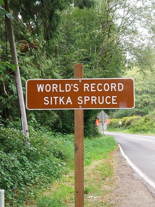 Welt höchste Sitka Fichte