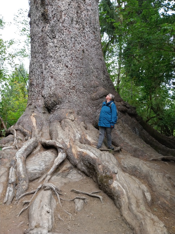 Ein Gigant 85 m hoch, 16,9 m Umfang, über 1'000 Jahre alt
