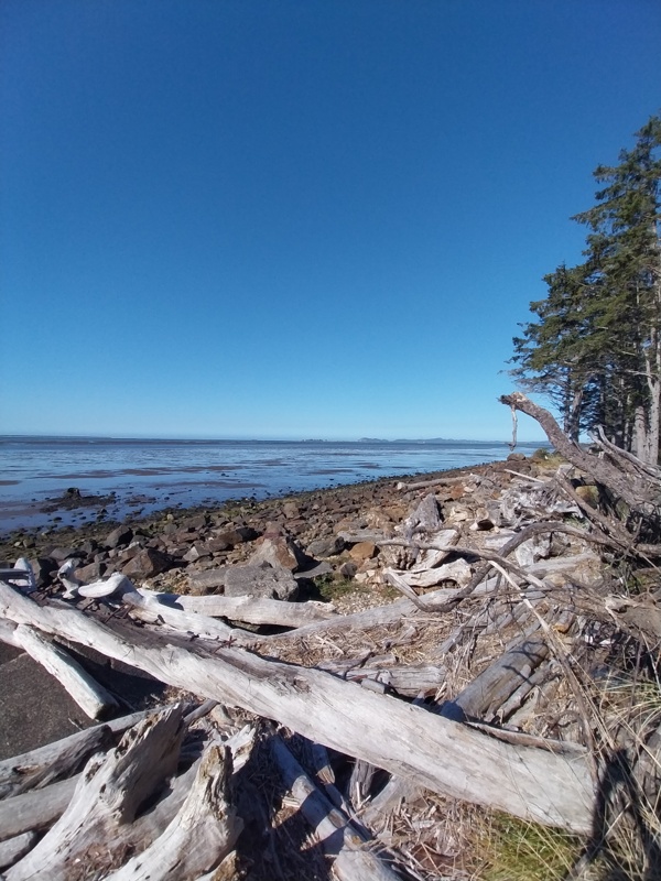 Willapa Bay