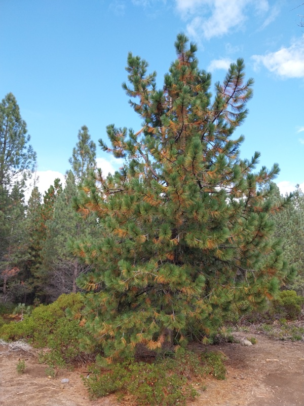 Eine andere Art von Baum