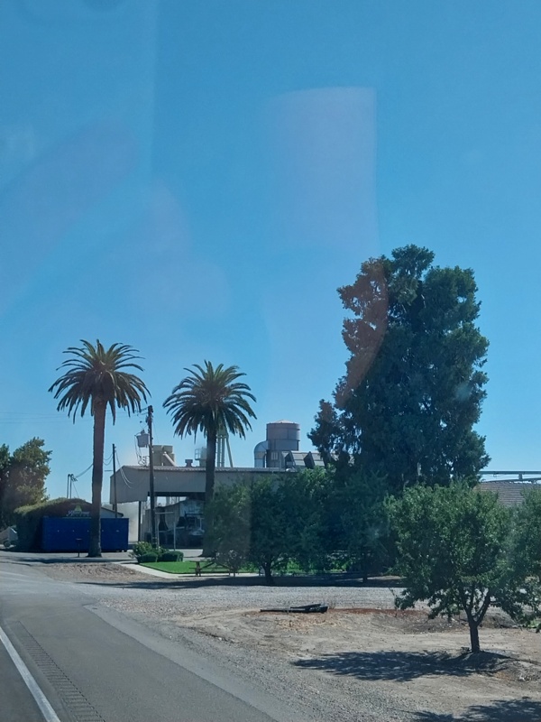 Typisch California, Palmen