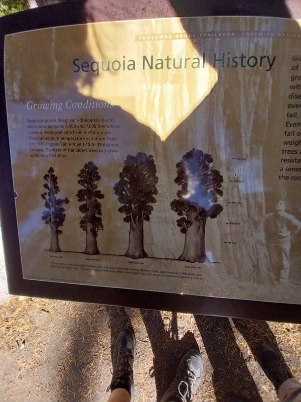 Mammutbäume Sequoia