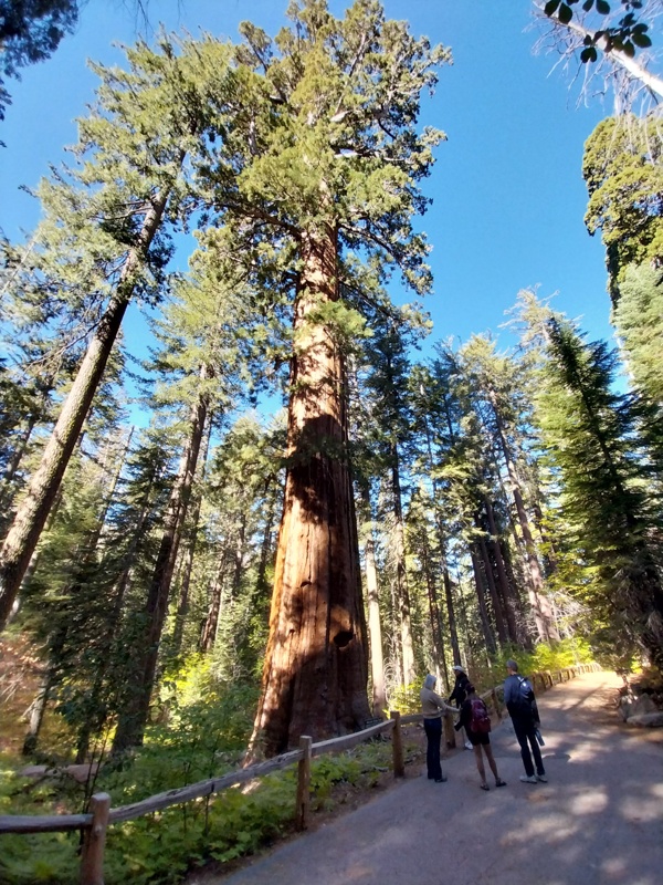 Ein Sequoia Mammutbaum