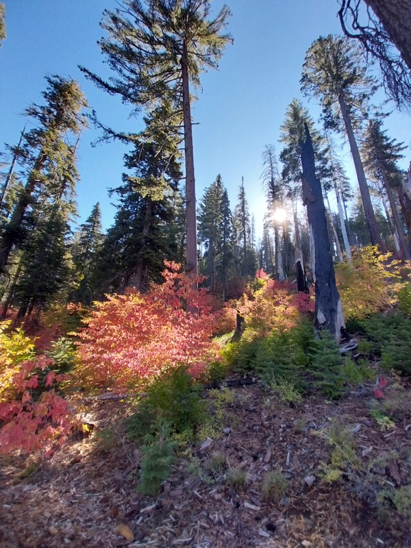 Nicht immer nur grün