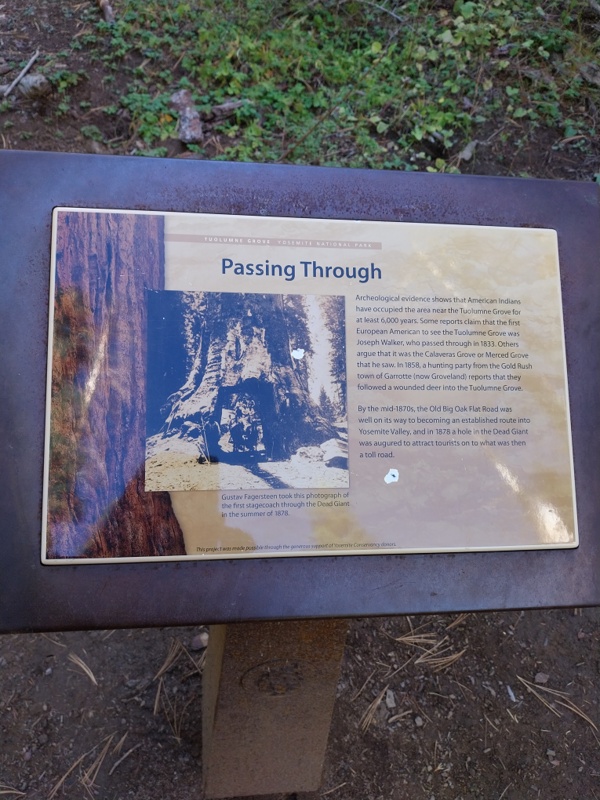 Turisten Attraktion, mit dem Auto durch den Baum fahren