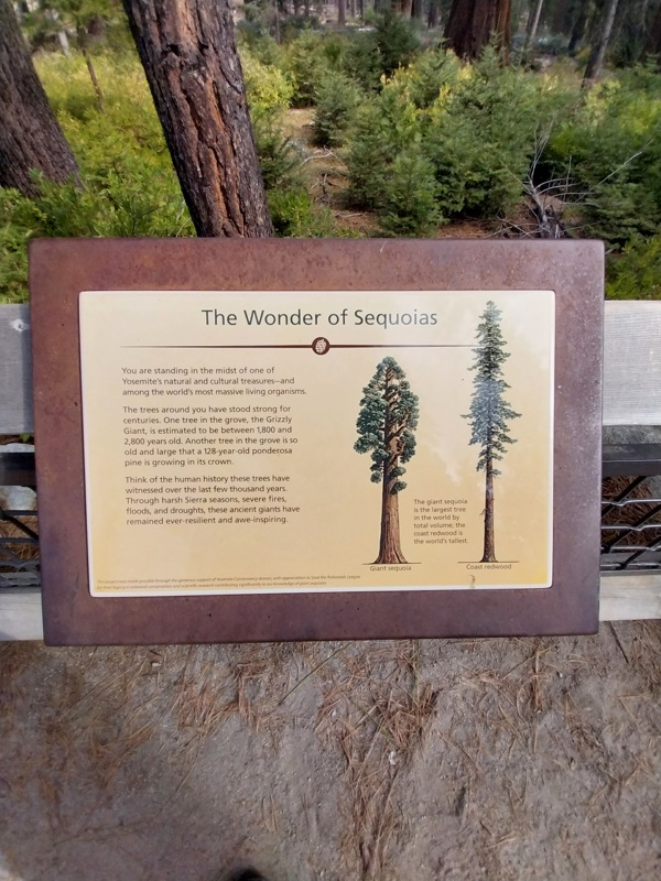 Das wunder der Sequoia