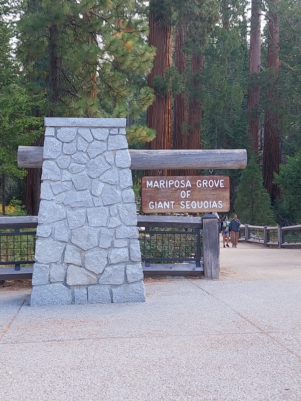 Die Mariposa Grove mit gigantischen Sequoias
