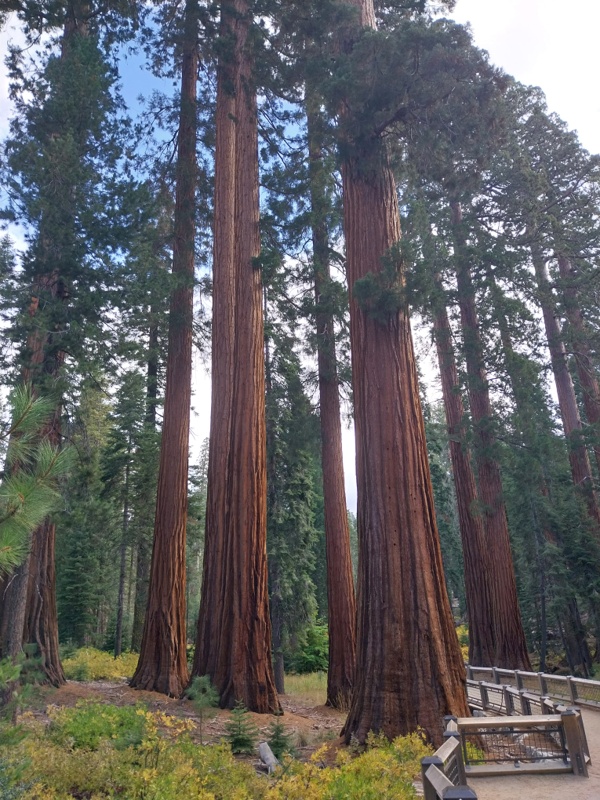 Gigantische Sequoias