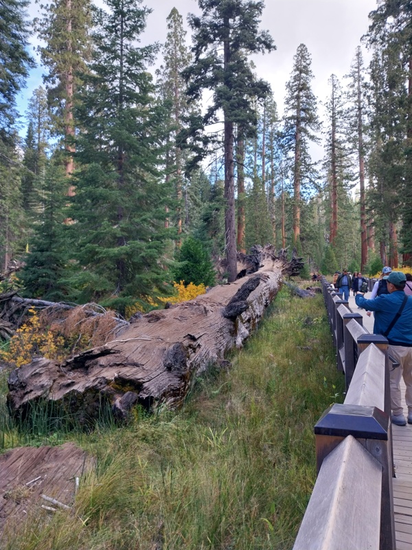 Gigantische Sequoia am Boden liegend