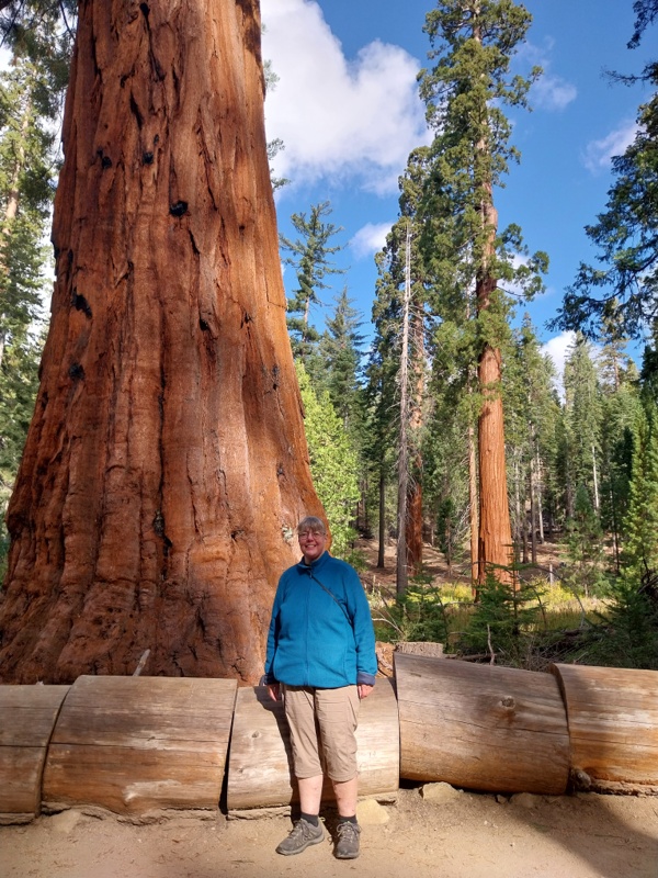 Gigantische Sequoias