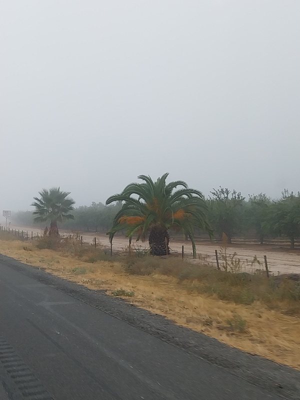 Kalifornien im Nebel