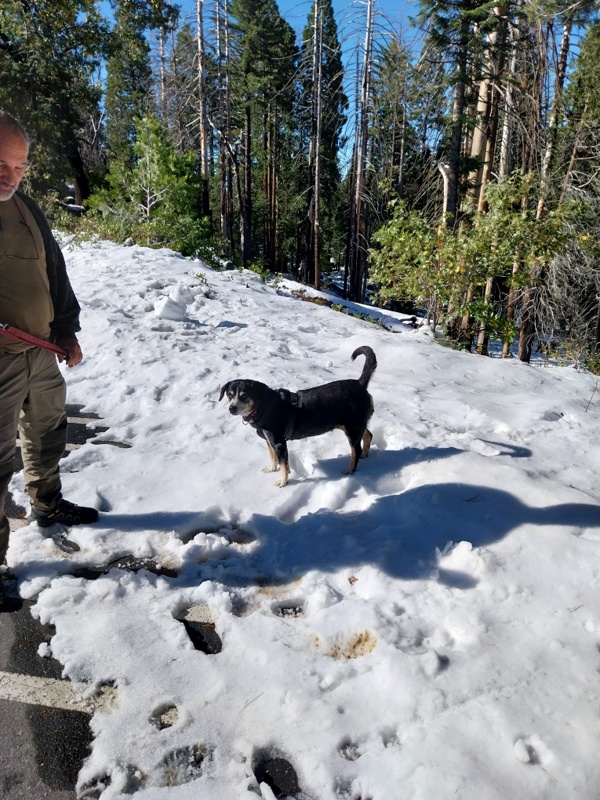 Plötzlich stehen wir im Schnee, Kiara freut es
