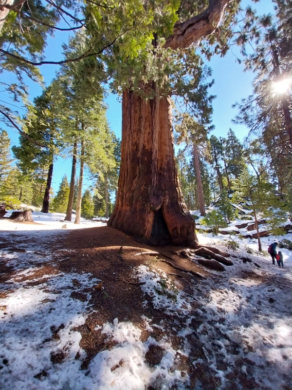 Ein Gigant von Sequoia