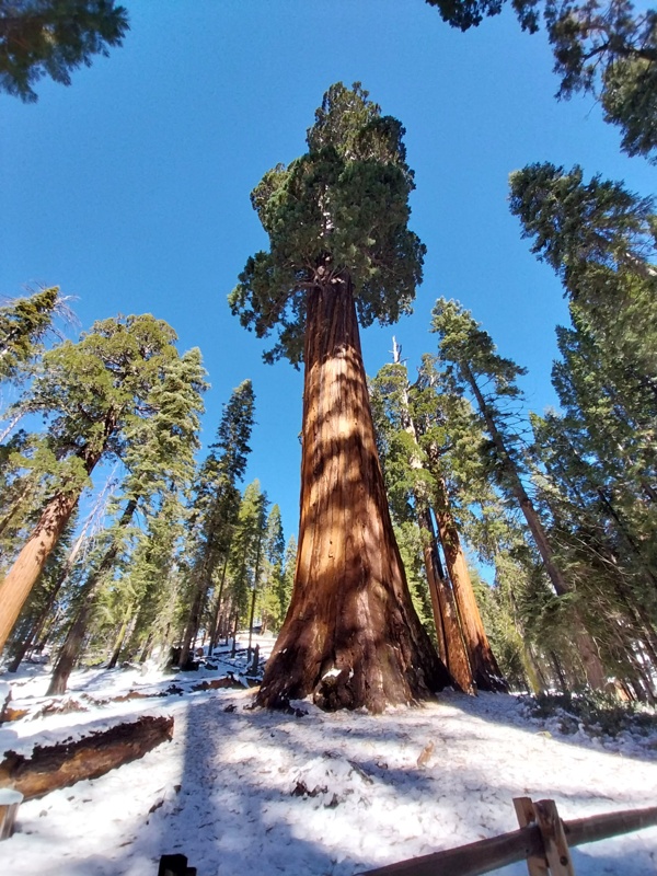 Sequoia mit schöner Krone