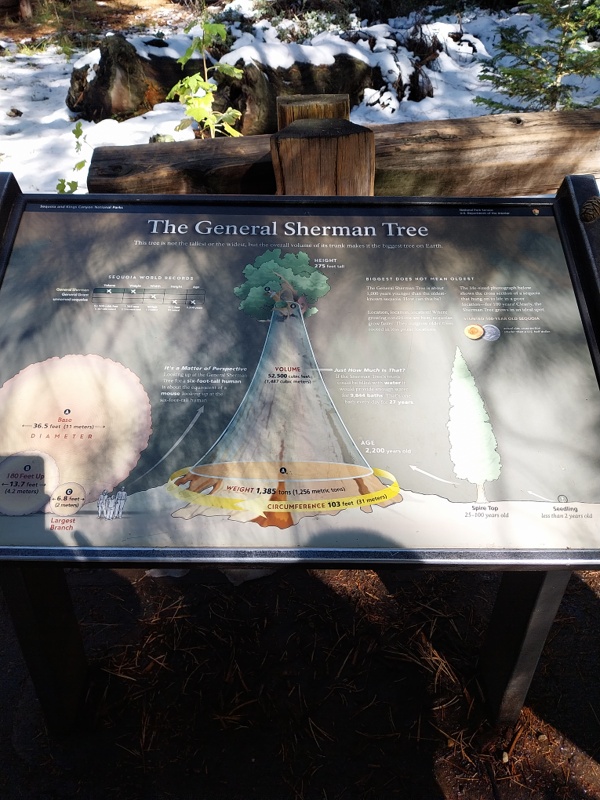 Der generelle Sherman Baum