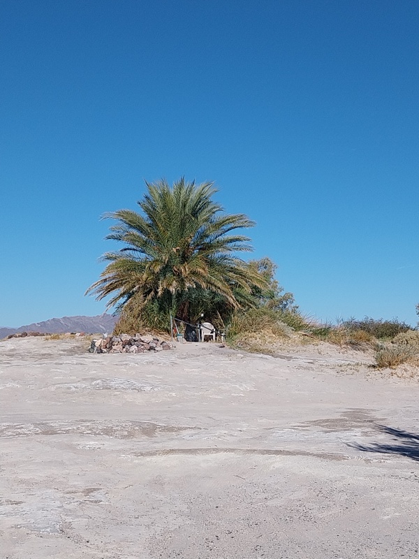 Tecopa Hot Springs Heisse Quelle unter der Palme