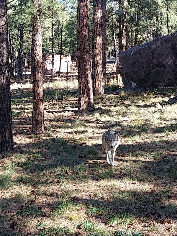 Da kommt er, der arktische Wolf