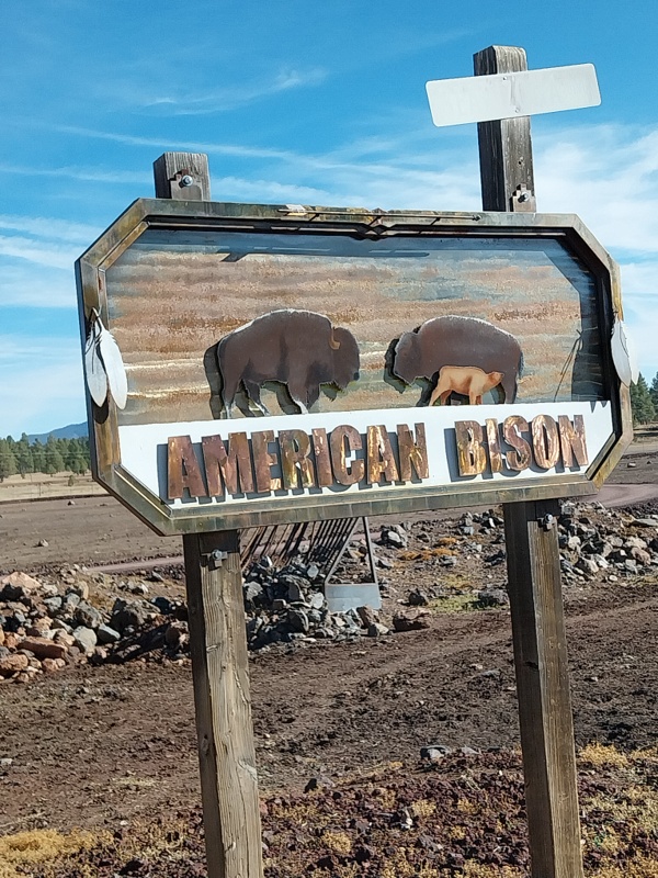 Amerikanische Bisons