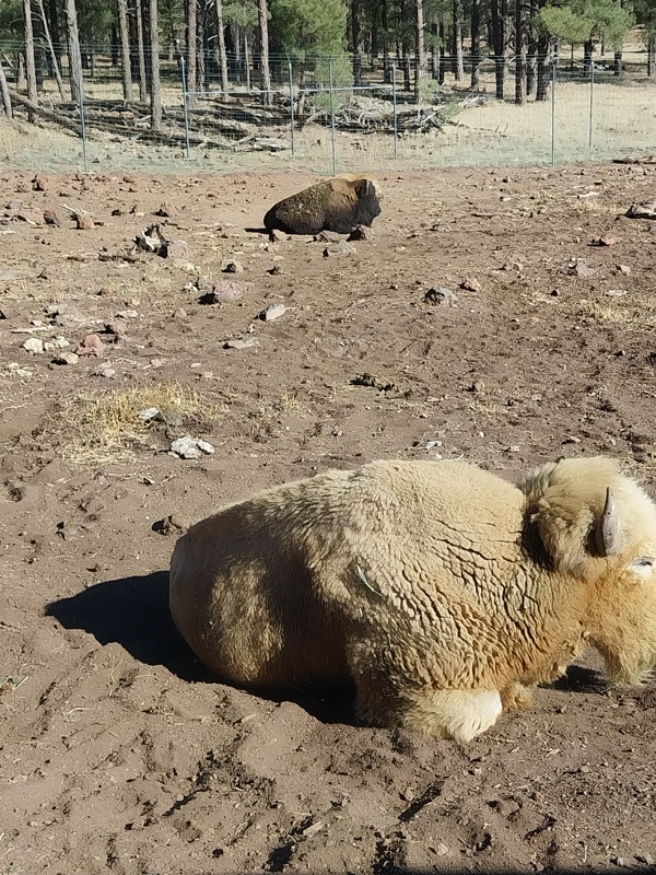 Weisse und amerikanische Bisons