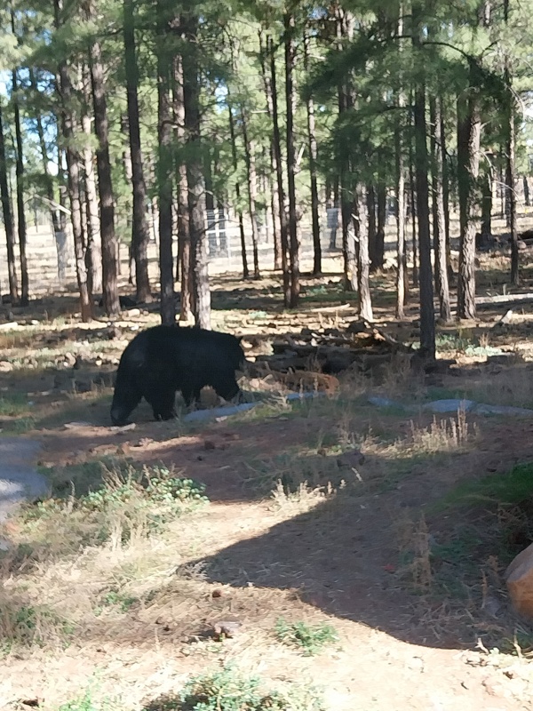 Erwachsene Schwarzbären