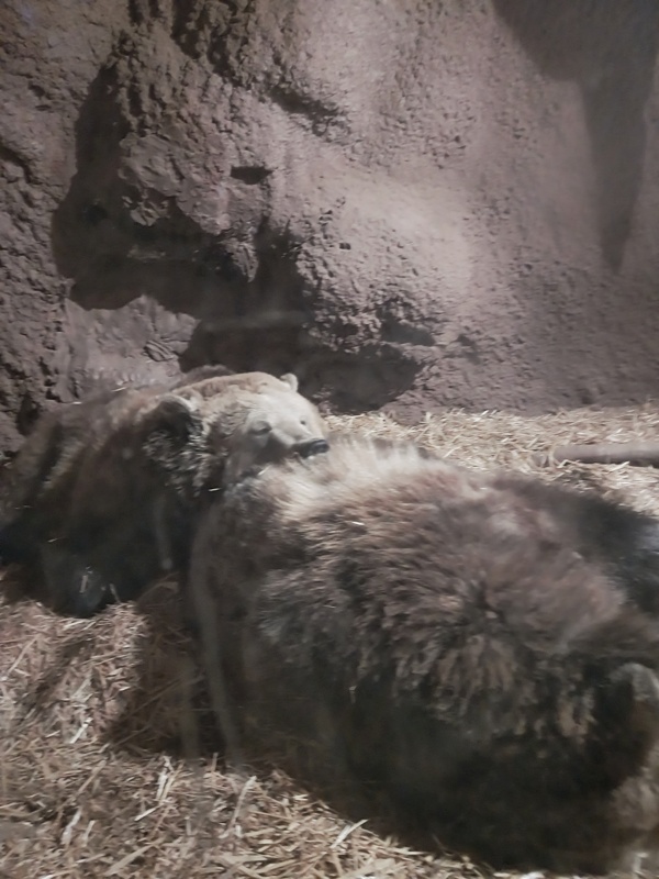 Ausgewachsene Grizzly Bär