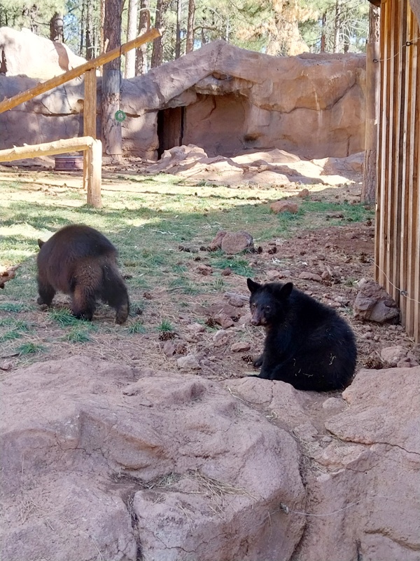 Putzige junge Schwarzbären