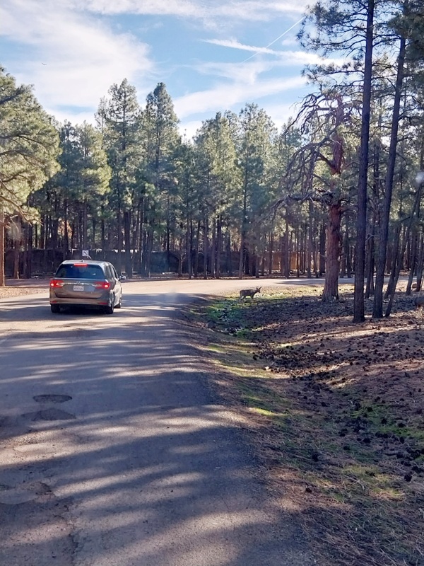 Wir fahren wirklich durch den Zoo