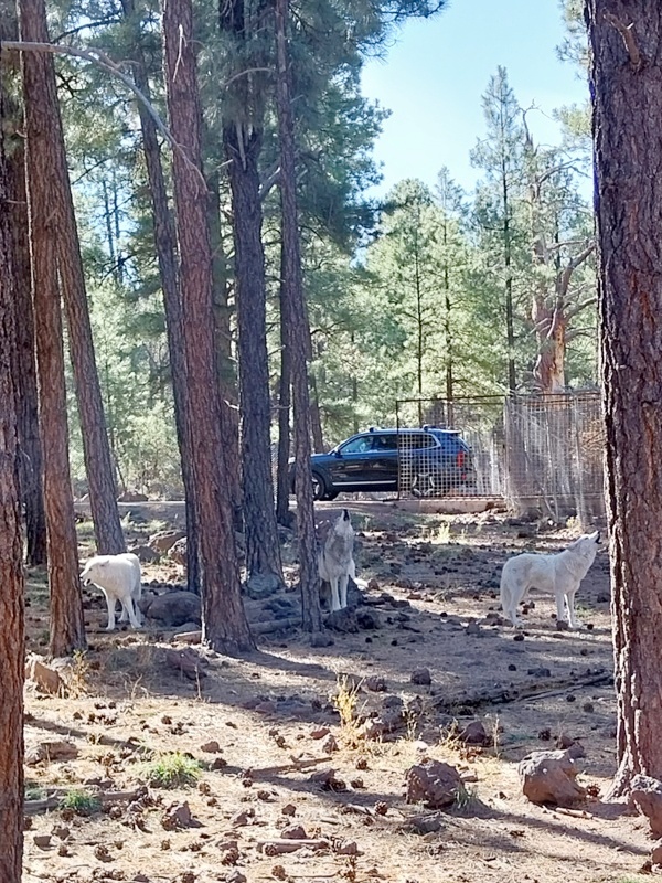 Heulende Tundra Wölfe