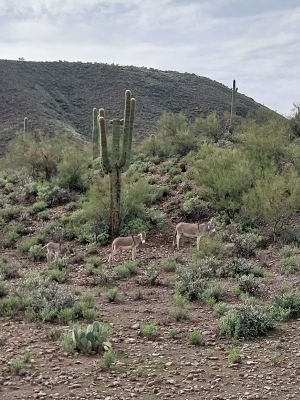 Dann die Herde mit Jungtieren