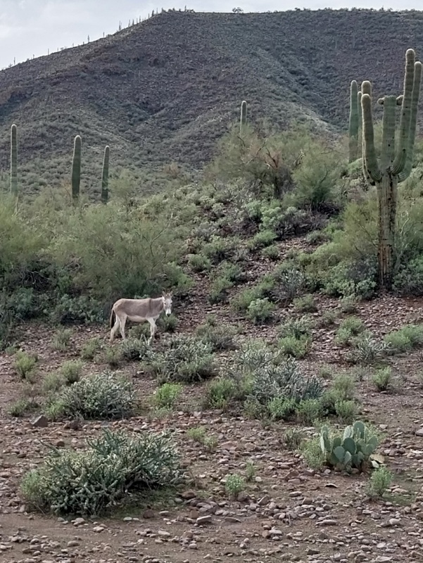 Ein schönes Exemplar
