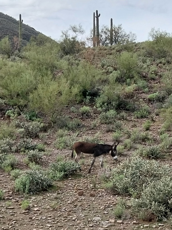 Der Anführer, das Männchen zu erst