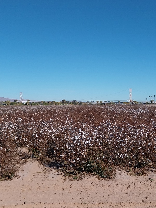Baumwollfeld